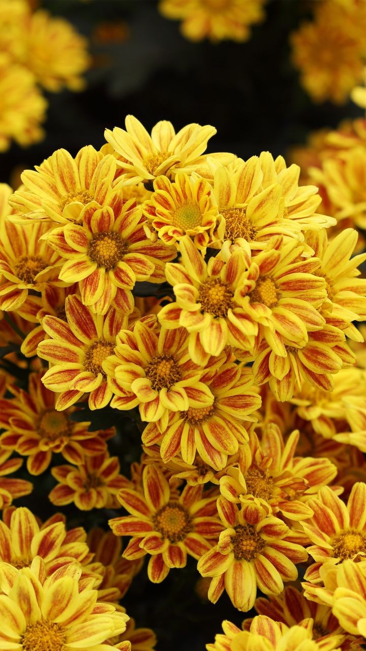 Yellowe