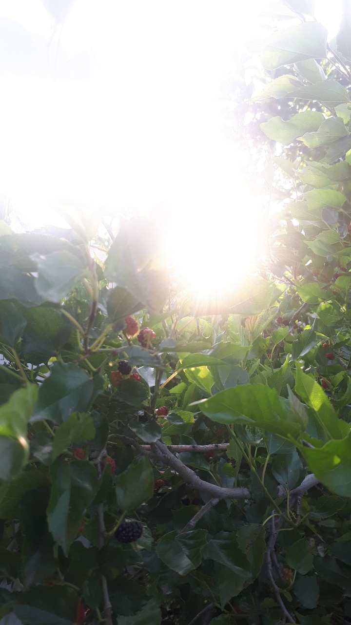 berries