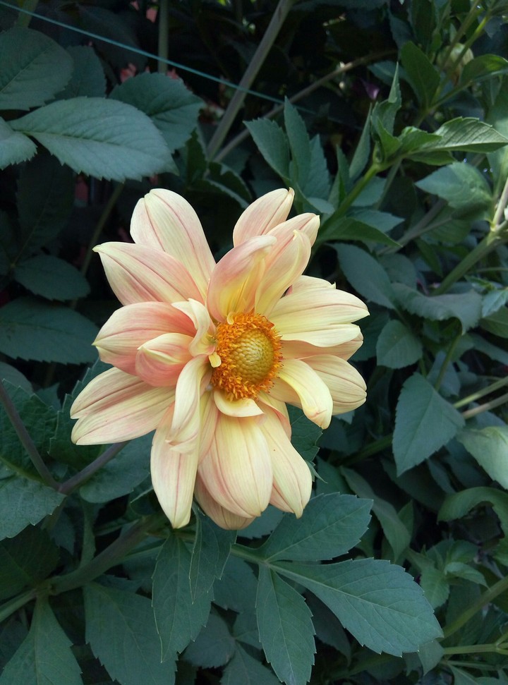 Yellow Flower