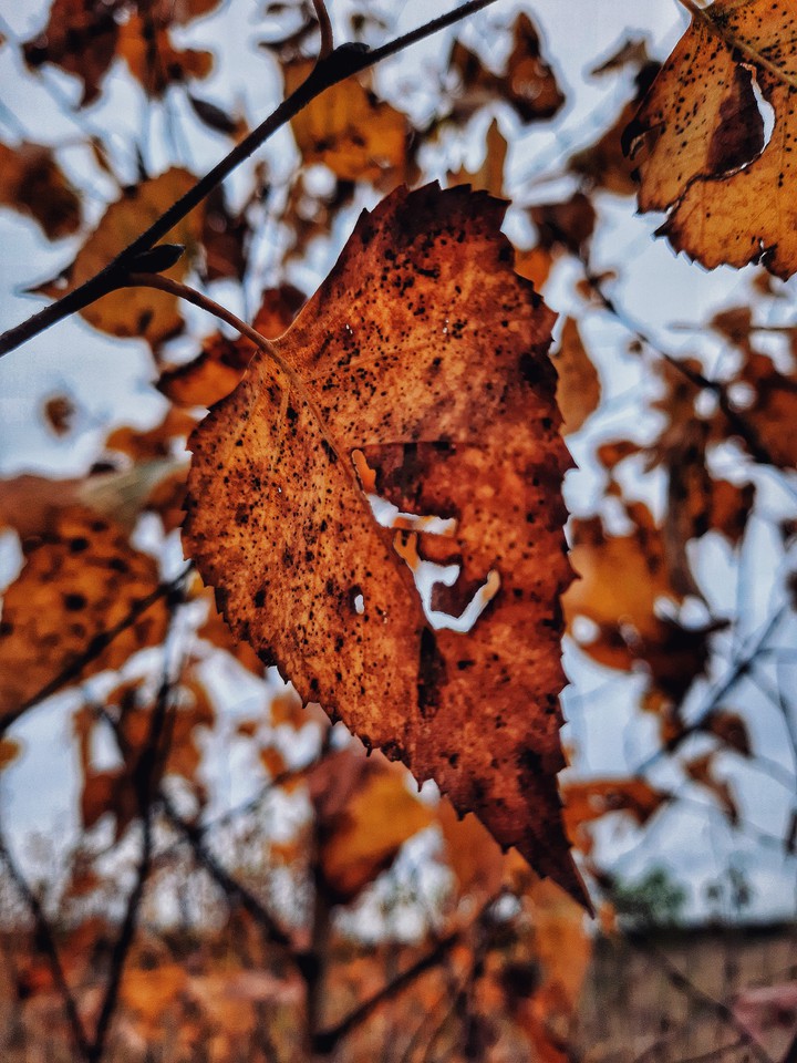 Leaves