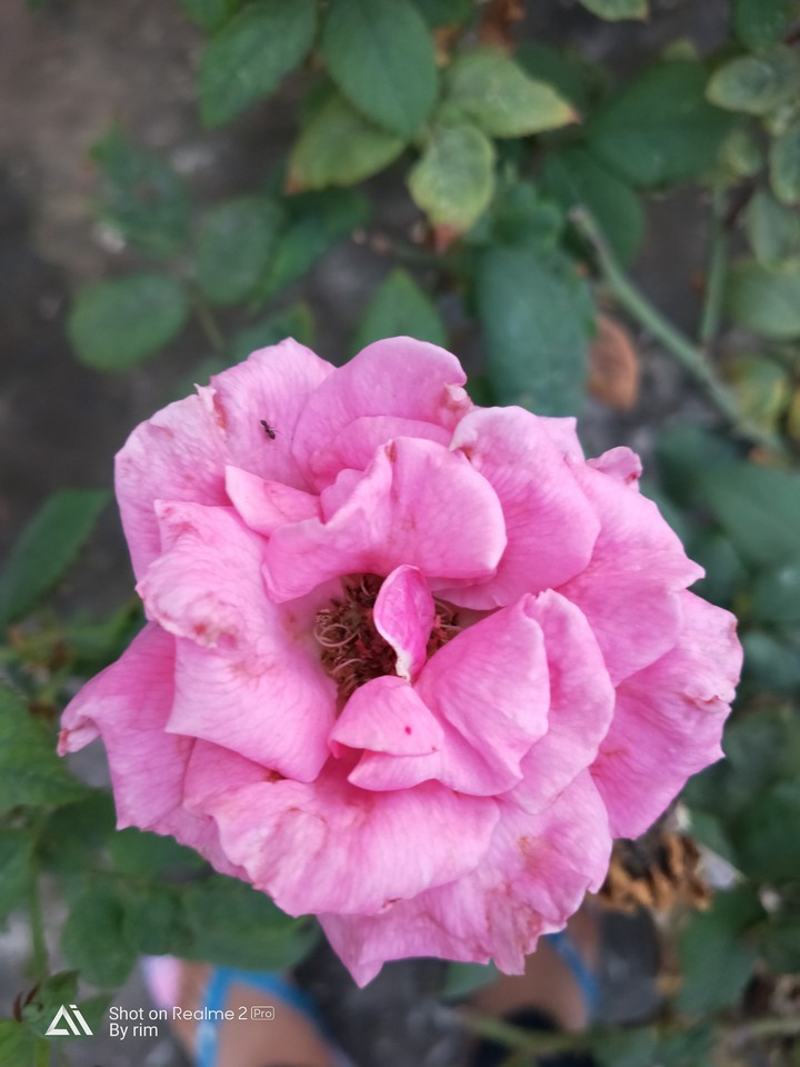 pink rose