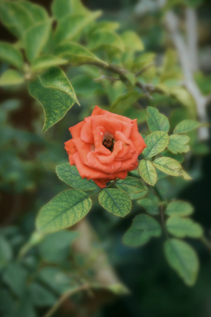 rose