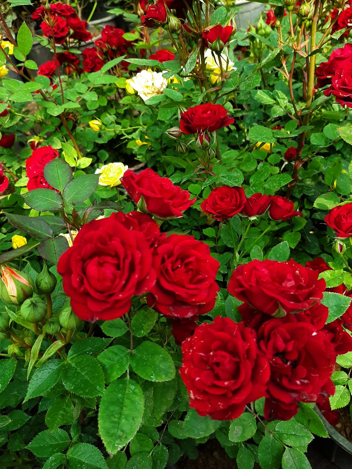 beautiful flower