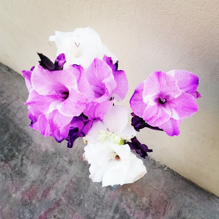 Flora
