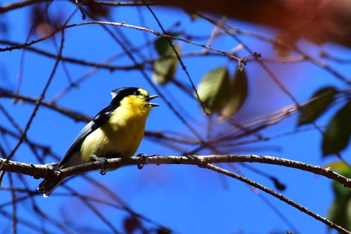 bird singing