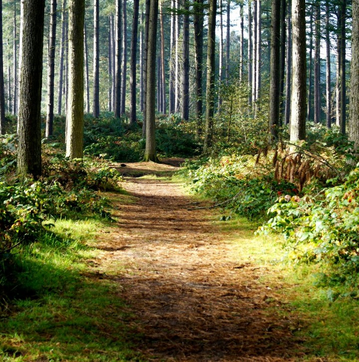 Forest