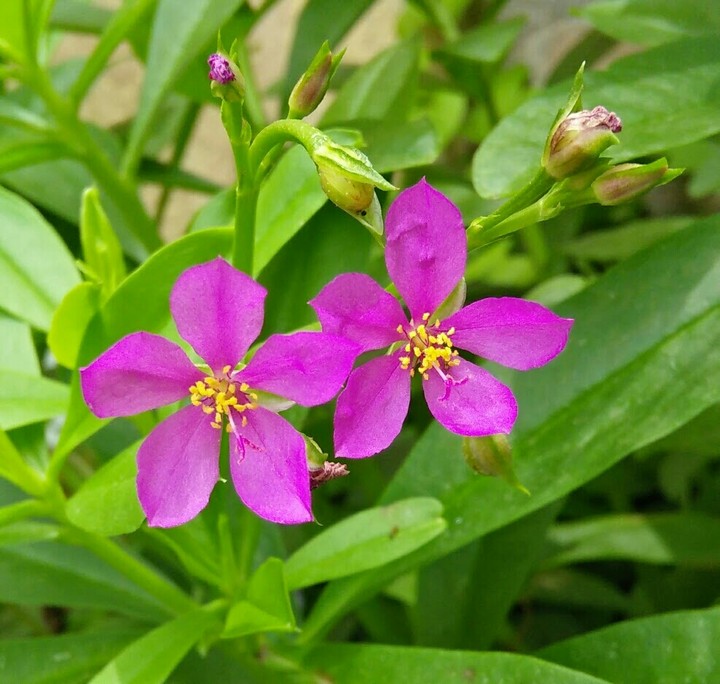 pink flower