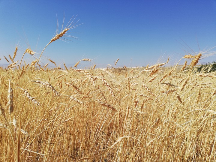 wheat