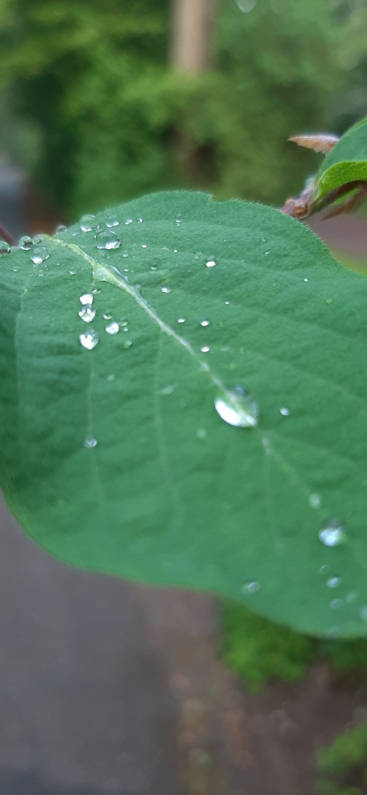 drop
