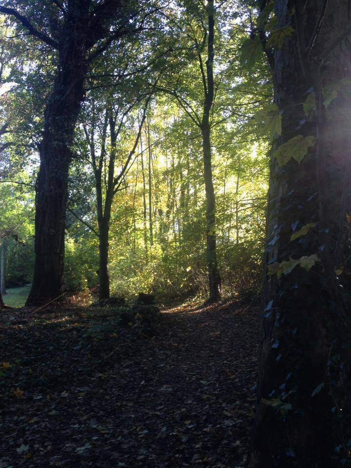 Forest