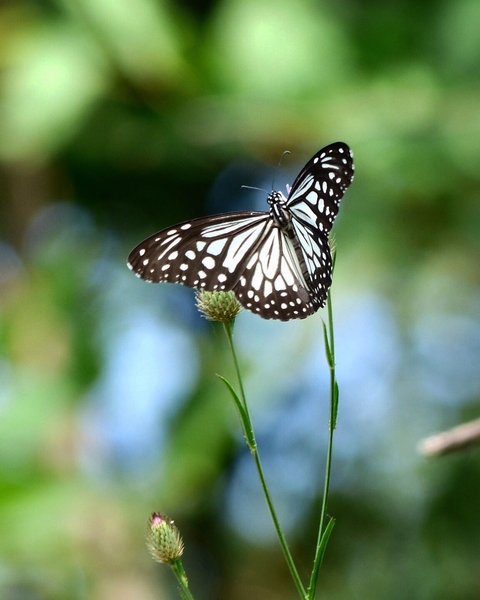 Butterfly beauty
