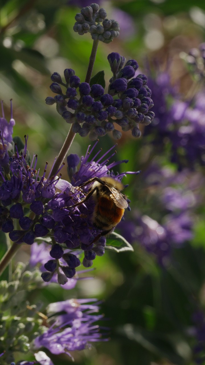 [Video Wallpaper] Bee