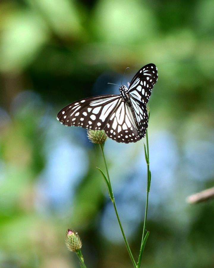Butterfly beauty