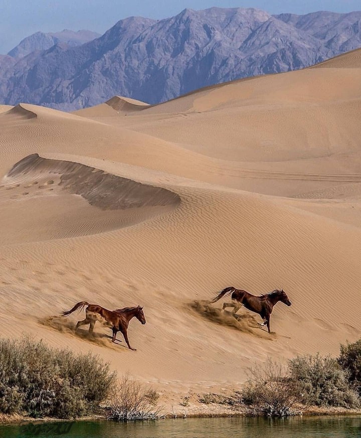 #desert