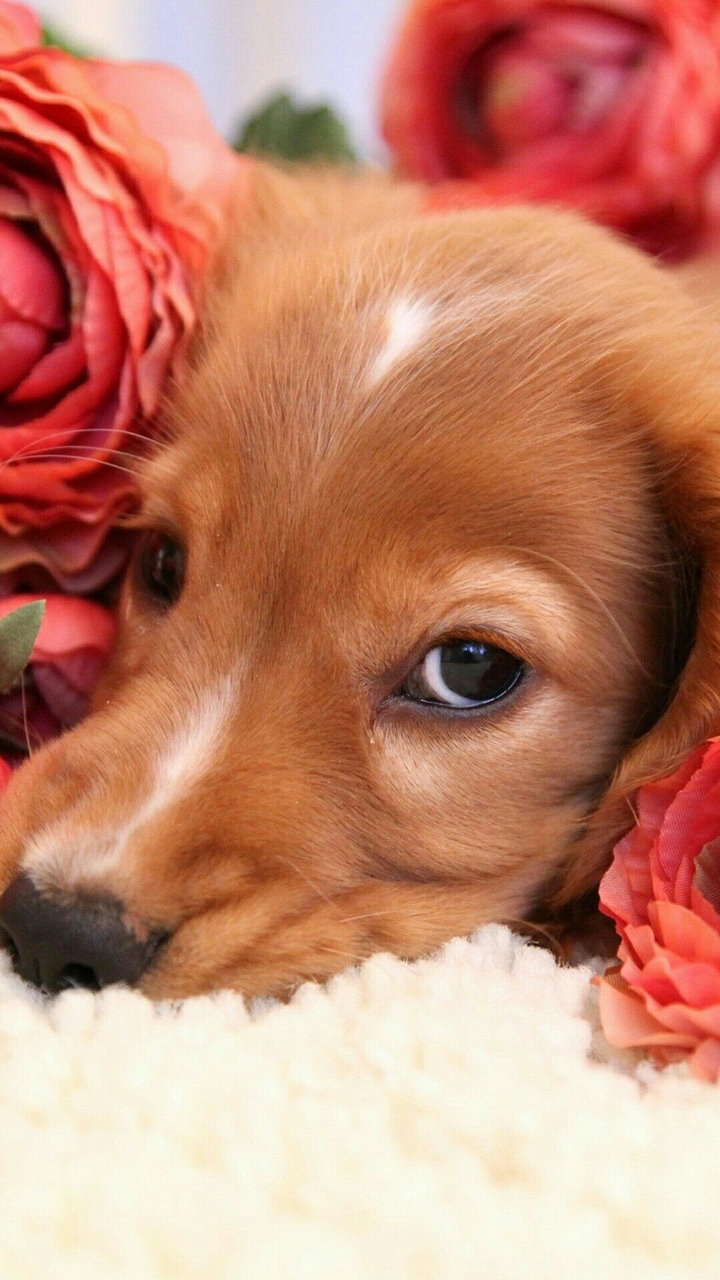 it's dog 
