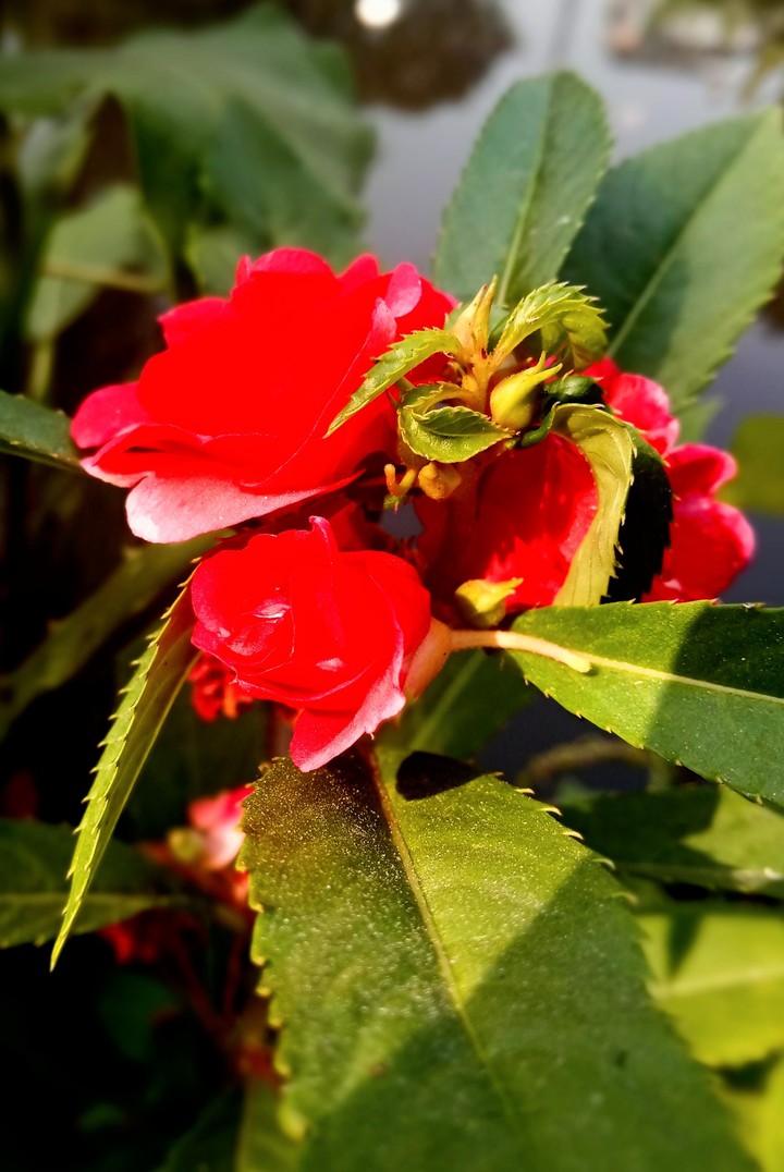 flowers