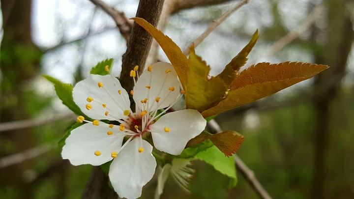 Blume