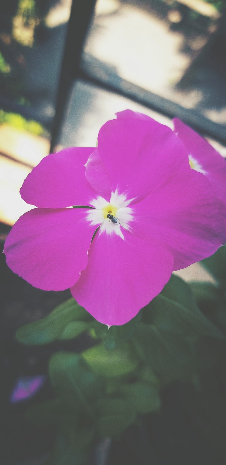 periwinkle with fly
