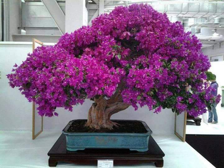 بونساي