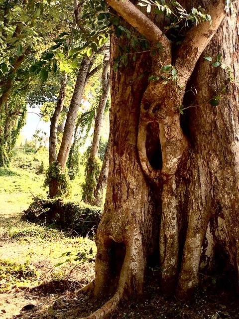 Spooky Tree