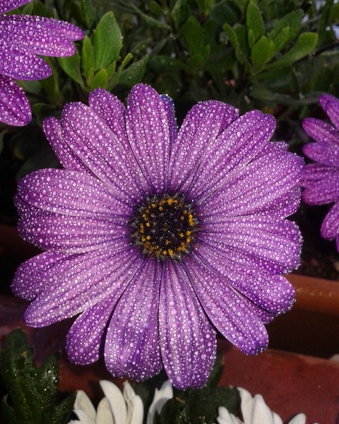 beauty