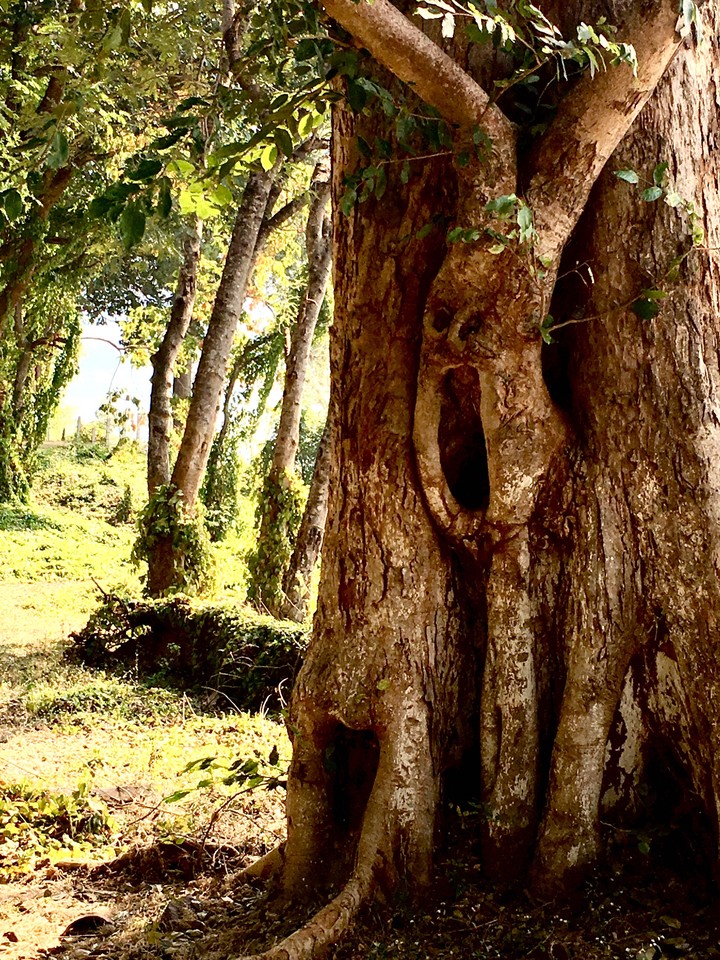 Spooky Tree