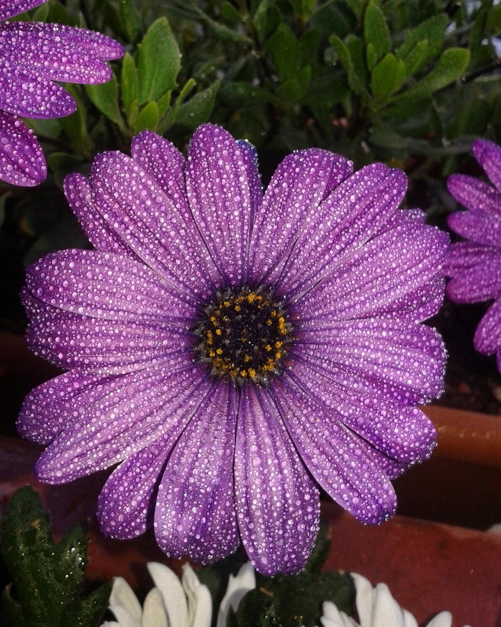 beauty