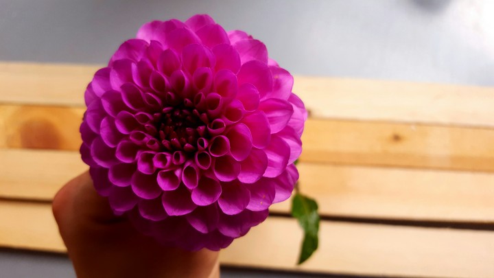 flowers pink