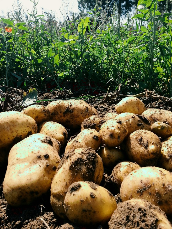 patate bio