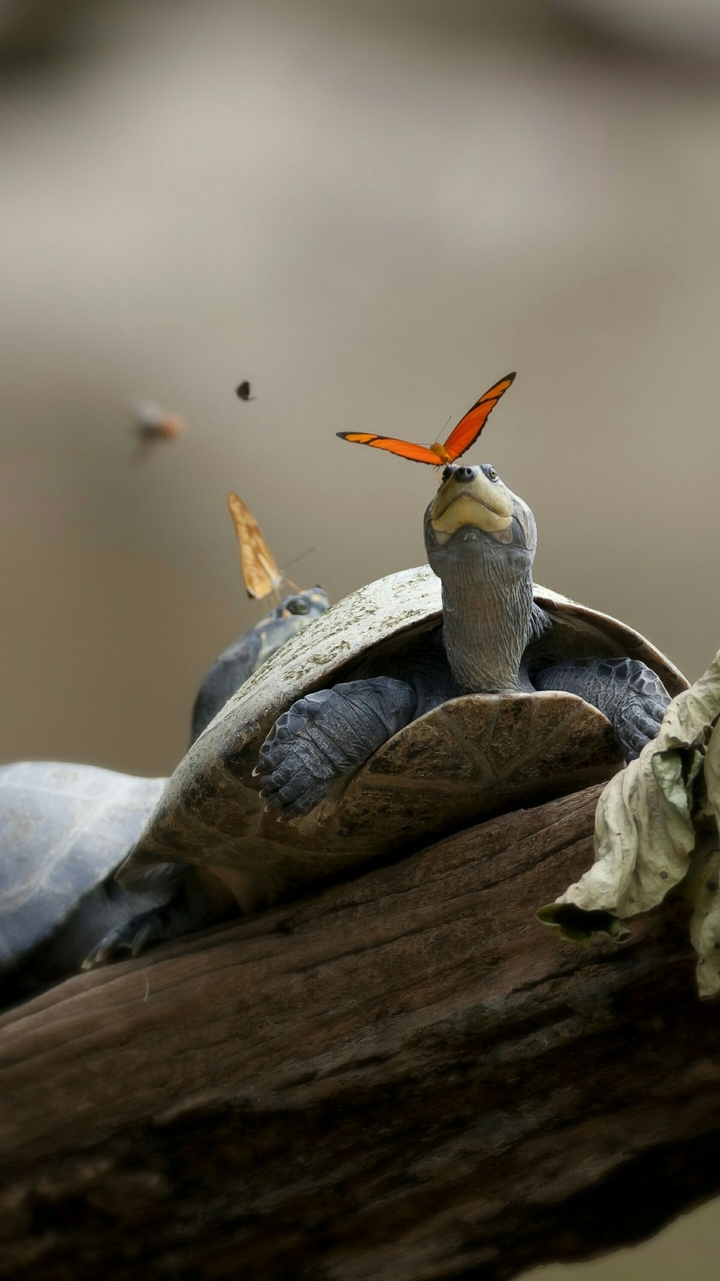 turtle