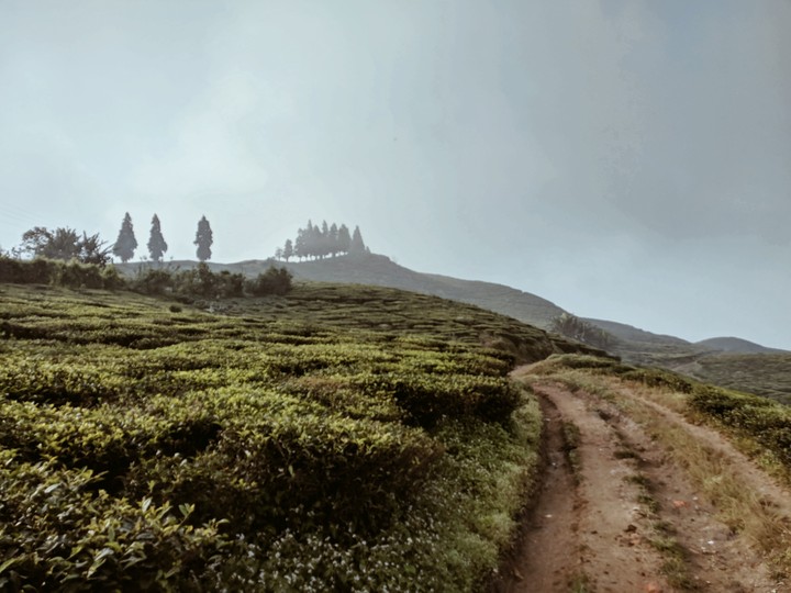 Tea Garden