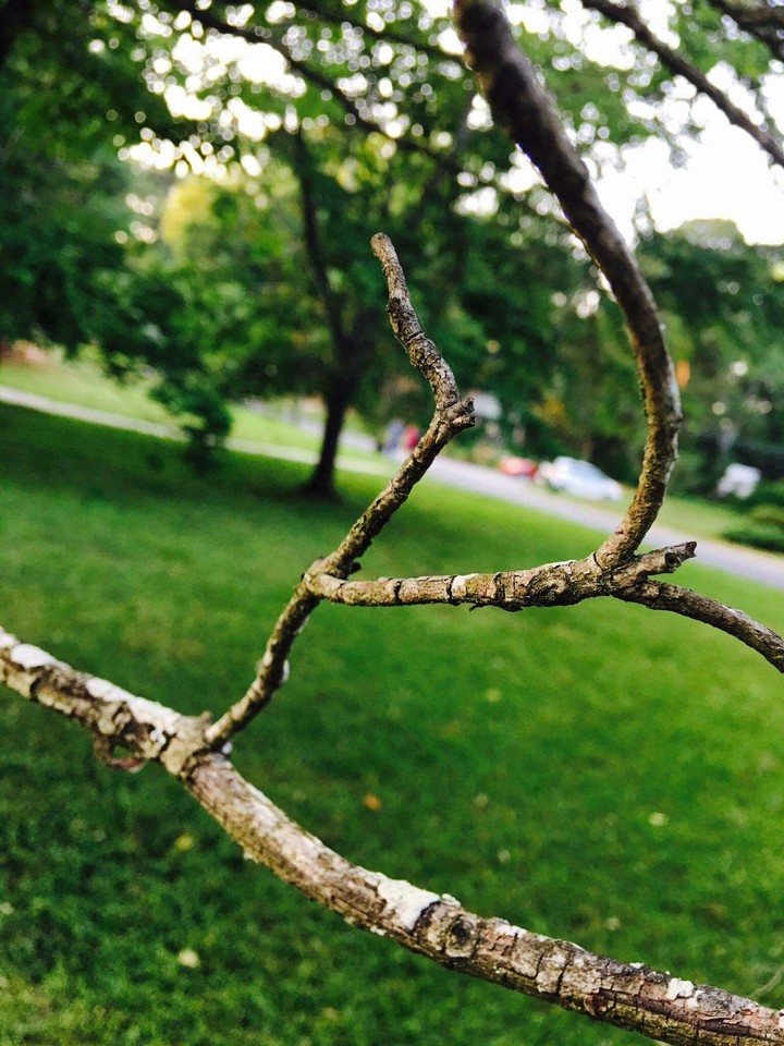 tree