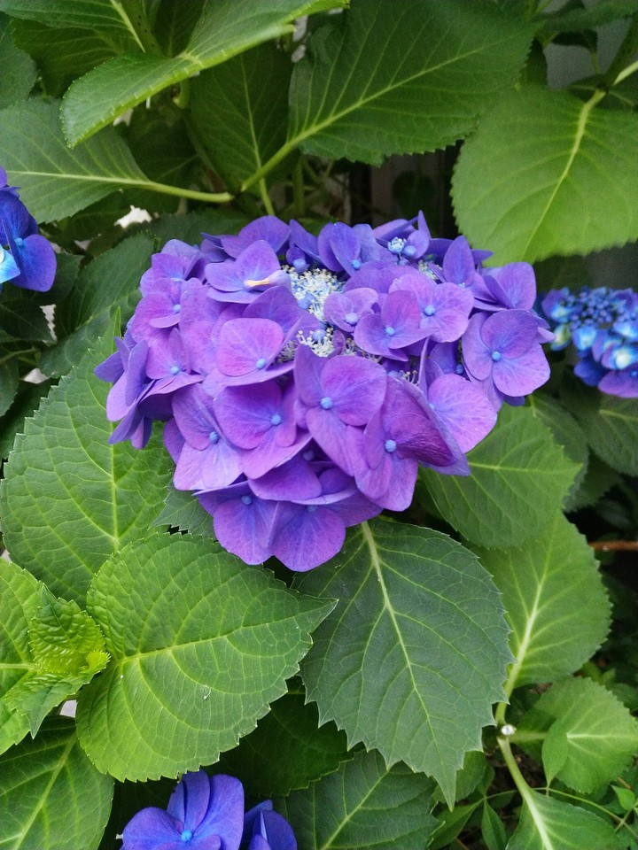 hydrangea