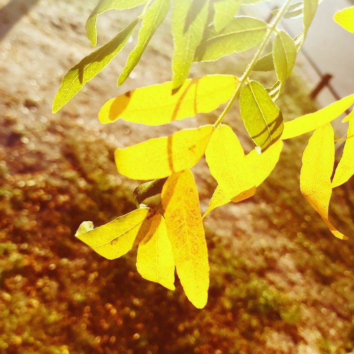 Leaves