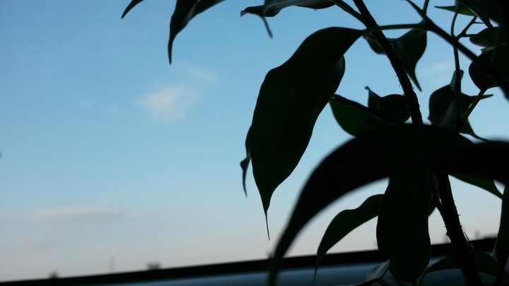 Fikus flower