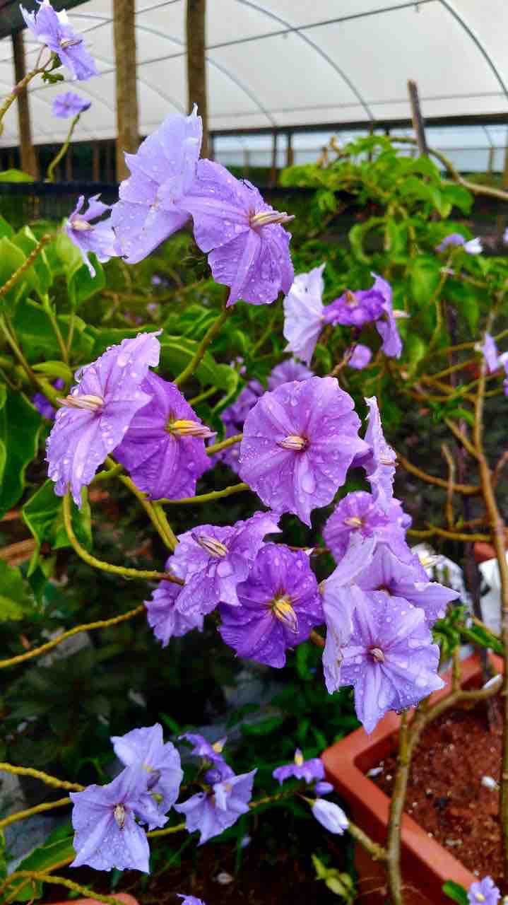 Purple Flower