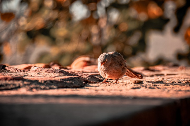 nature photography