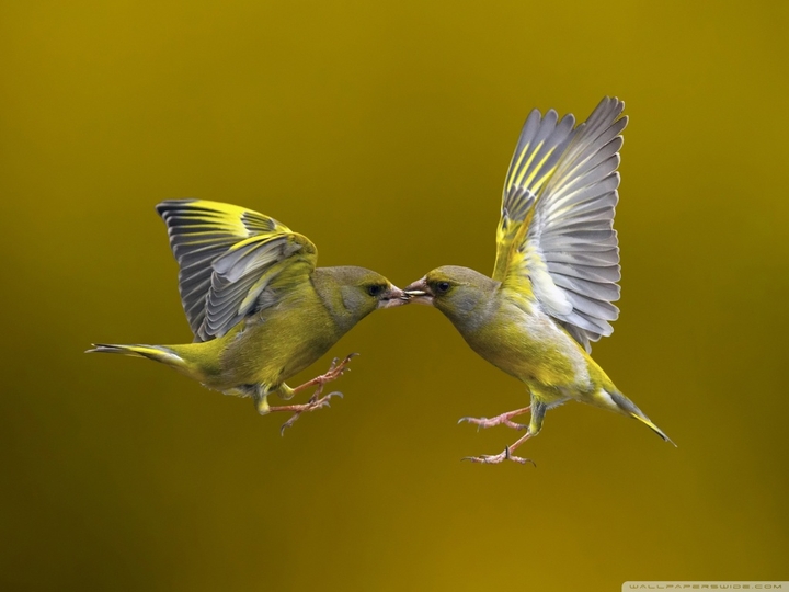 Birds