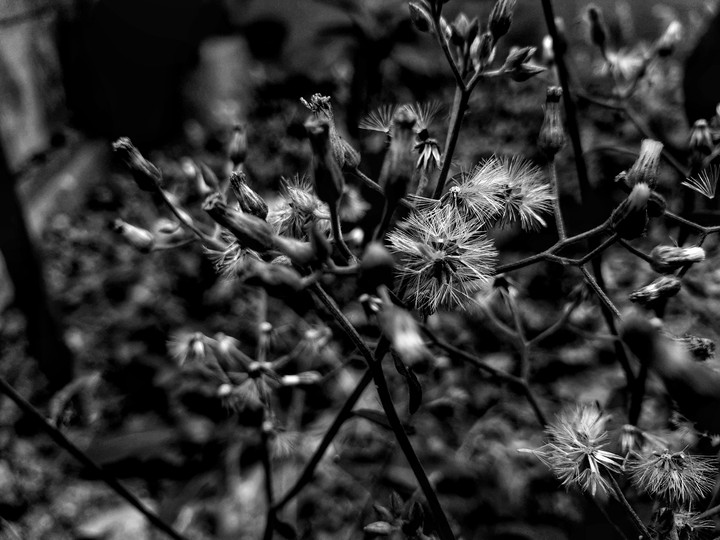 the world in black and white
