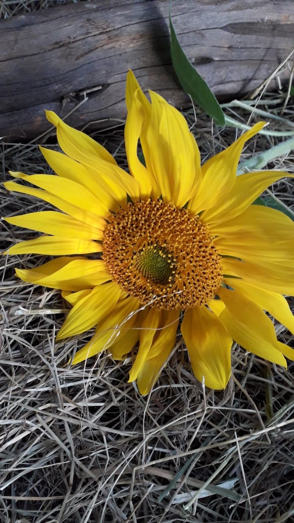 Flower power..