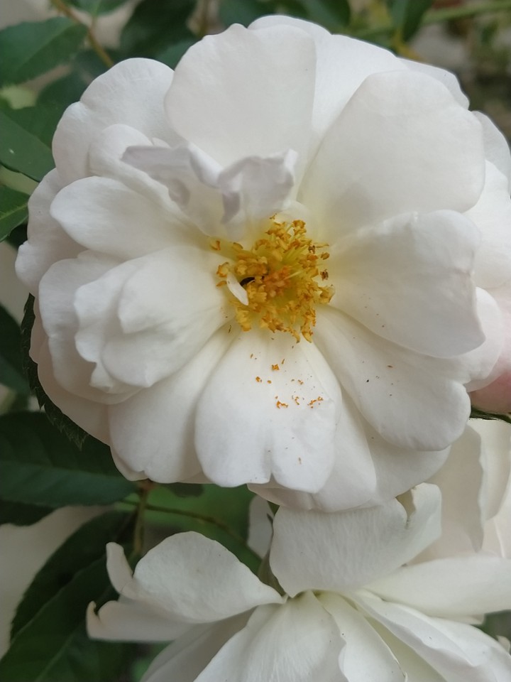 White flower