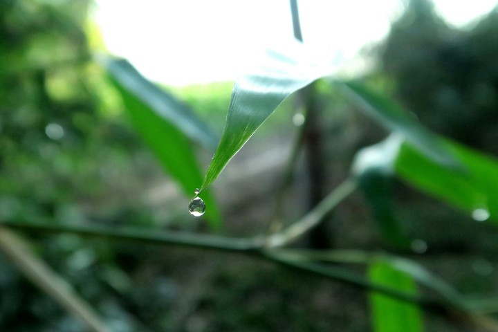 Dew