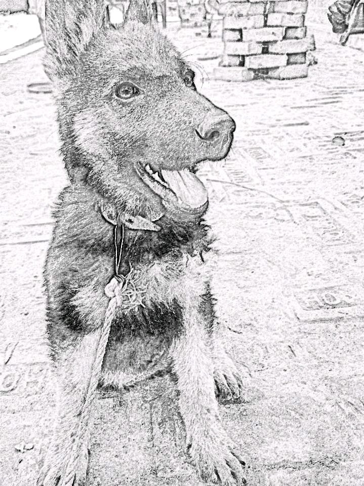 #sultan