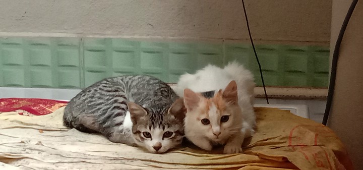 cat