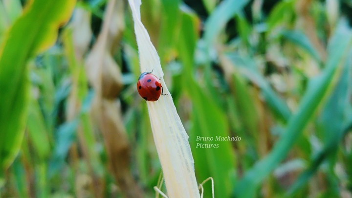 ladybug.