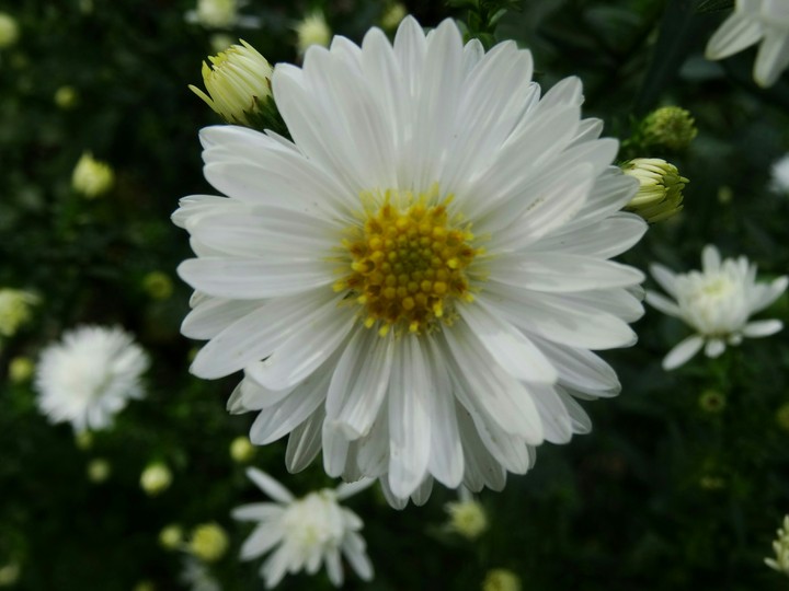 Flower