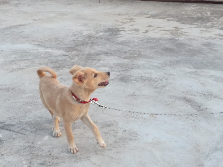 my laddu