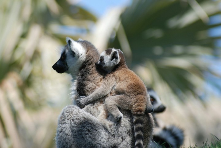 HD wallpaper - Lemur