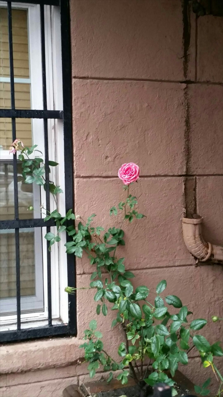 New York City flower