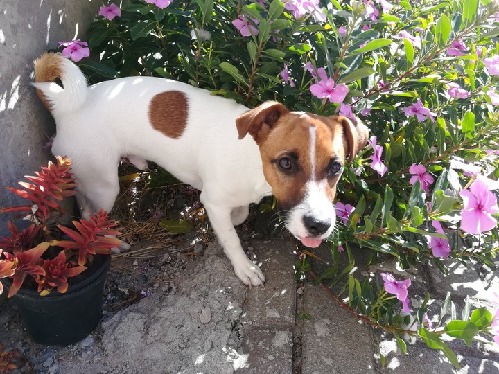 garden paws